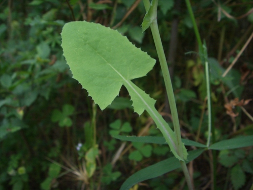 Pianta di sentiero - Sonchus sp.